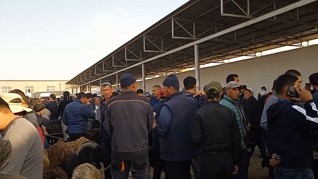 молбозор эшбек сатор