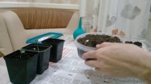 Цикламены сажаем семенами.