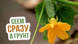 Как сажать огурцы в открытый грунт в Сибири? Главные ошибки посева огурцов в открытый грунт