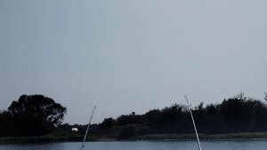 Поклевка леща