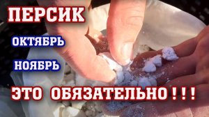 ПЕРСИК ⧸ ОСЕНЬ - ЭТО ОЧЕНЬ ВАЖНО!!! ⧸ Осенние работы в сад