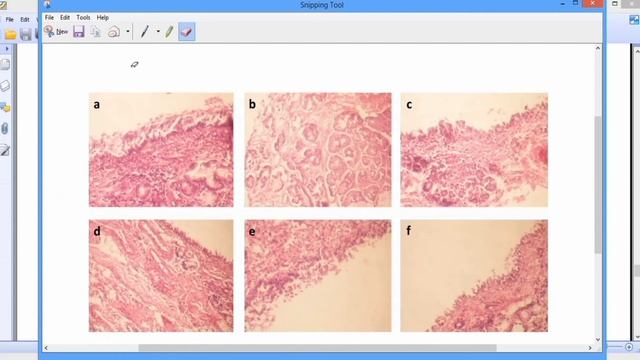 How to Copy Image from PDF File to Word Document смотреть онлайн