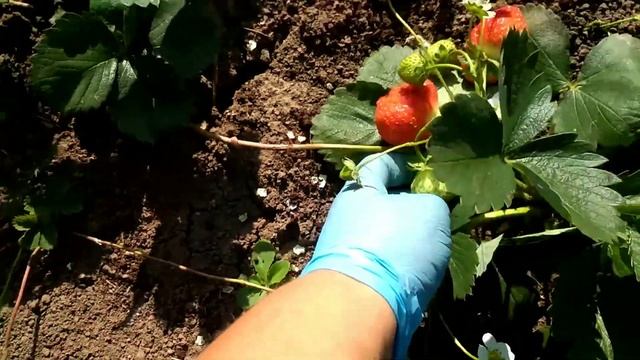 Клубника Елизавета 2.Офигенный сорт смотреть онлайн