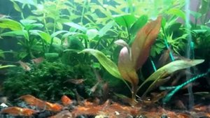 Креветка Вишня - содержание, уход, размножение Shrimp Cherry