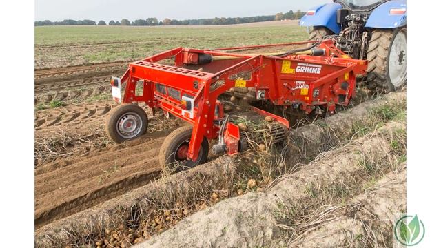 Сорт картофеля «Криница» смотреть онлайн