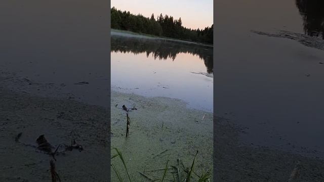 Спрей от комаров гардекс что творится с водой