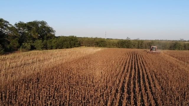 Самодельный комбайн "КолДон" едет убирать подсолнечник.Первый день уборки. смотреть онлайн