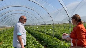 Особенности сорта OLIMPIA.