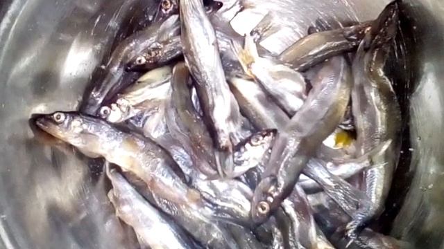 Как приготовить мойву