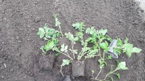 Эксперимент продолжается. Картофель рассадой.