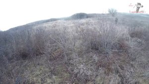 Две крайние охоты с дратхаарами на фазана и зайца, конец сезона 18 г.