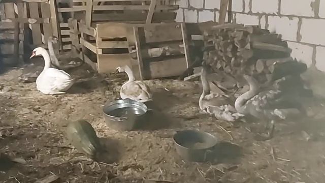 Лебеди Шипуны 10 12 20 г смотреть онлайн