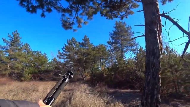 Притравка Ягдтерьера на фазана. Фазан чуть не крякнул от разрыва сердца) смотреть онлайн