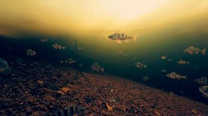 Игра блесны Williams Ice Jig J50CHN 7г