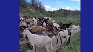 "Одинокий пастух",  музыкальная композиция. Маркулешты. Молдова.