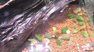 Запуск креветочника на 30 литров. AQUAEL SHRIMP SET SMART PLANT II 30.