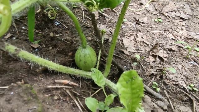 Дача. Огород. Наш участок. Огород в июле. Ленивые огородники ;) смотреть онлайн