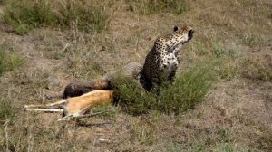 Cheetah with babies eating gazelle