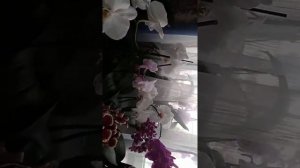 Во что посадить орхидею ? Какой горшок выбрать? Стекло или пластик?