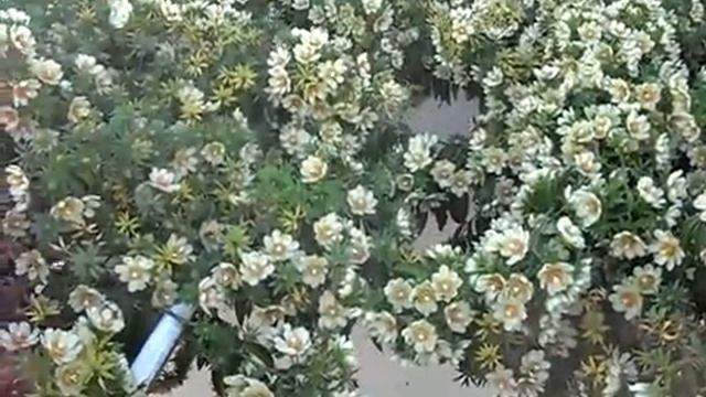 Floração de Ora pro Nobis Pereskia aculeata) IV (SD) смотреть онлайн