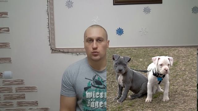 Американский питбультерьер или питбуль самая сильная и жёсткая бойцовая собака