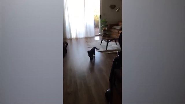 Смешные приколы с животными / Кошки и собаки прикольные видео смотреть онлайн