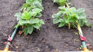 Осенняя посадка клубники/садовой земляники.