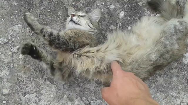 ШОК!! Нашел мёртвую кошку и оживил её.