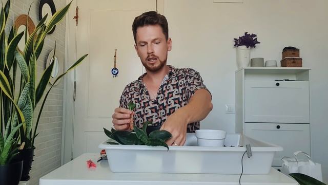 Пересадка новых растений с острова Фуертавентура. смотреть онлайн