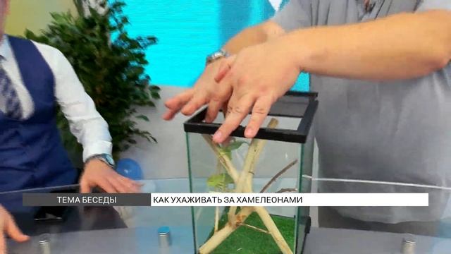 Как ухаживать за хамелеонами? смотреть онлайн