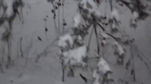 Установка петель на зайца и их проверка.