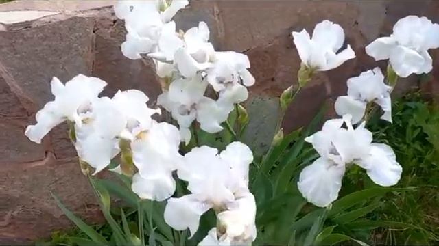 #ирисыбелые / Белые бородатые ирисы смотреть онлайн