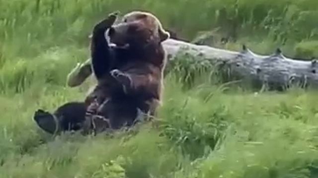 Медведь играет на трубе.