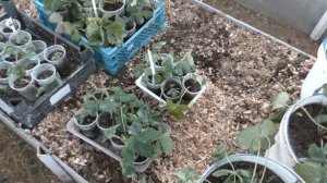 Второй способ зимнего  хранения клубники в ведрах