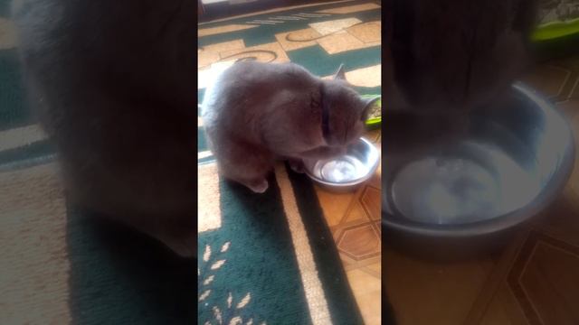 Джерито пьёт воду только лапкой.