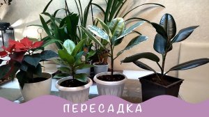 А чем ещё заниматься зимой! Про домашние растения.