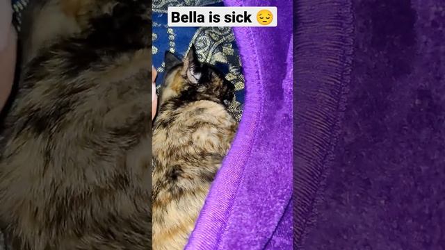 Bella's health is bad since last night . please pray for her ?Bella get well soon#cats #catlover