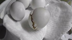 Вылупление птенца Кореллы!!!