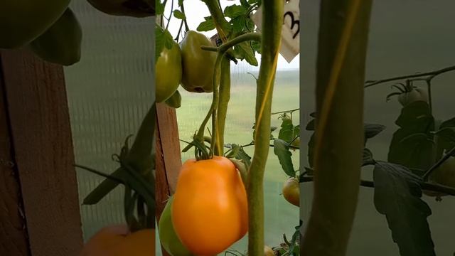 Томат ЖЕЛТАЯ РАКЕТА. Ярославская область.