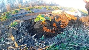 ?Посадка клубники весной для начинающих Как правильно посадить землянику Схема посадки клубники