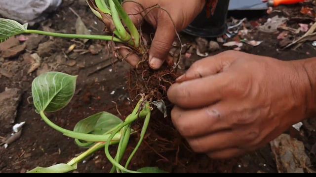 Philodendron birkin Reporting Propagation and Care | Garden Centre смотреть онлайн