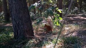 Cat vs Squirrel . Кошка против белки.