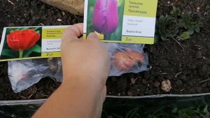 Посадила луковицы Тюльпанов и нарциссов на даче в новую клумбу 24.09.2021