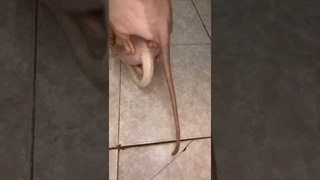 sphynx смотреть онлайн