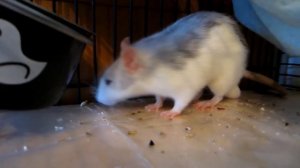 РАЦИОН ДЕКОРАТИВНЫХ КРЫС || Чем кормить?