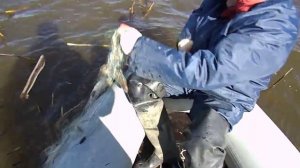 Сеть в камышах