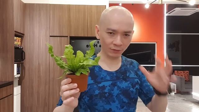 Crispy Wave Bird's Nest Fern Indoor Plant #plantparent смотреть онлайн