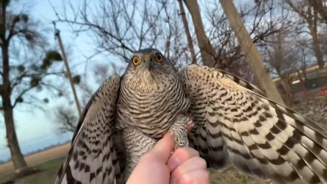 Ястреб перепелятник атаковал ловушку?! Как поймать ЯСТРЕБА ? смотреть онлайн