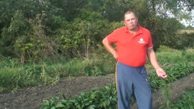 Эхинацея часть 3 смотреть онлайн