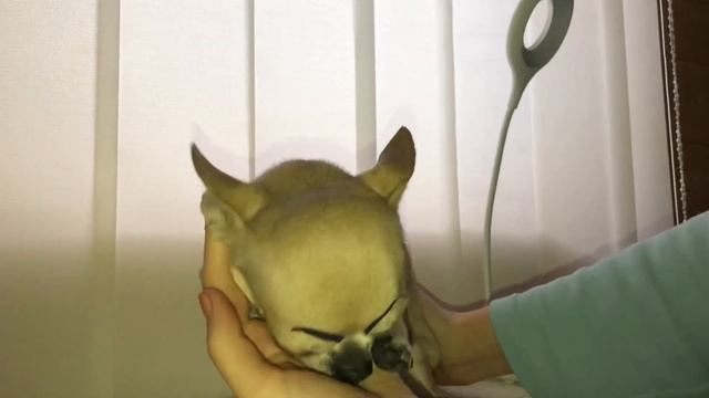 Чихуахуа ФЛЕКСИ нахмурила брови! смотреть онлайн